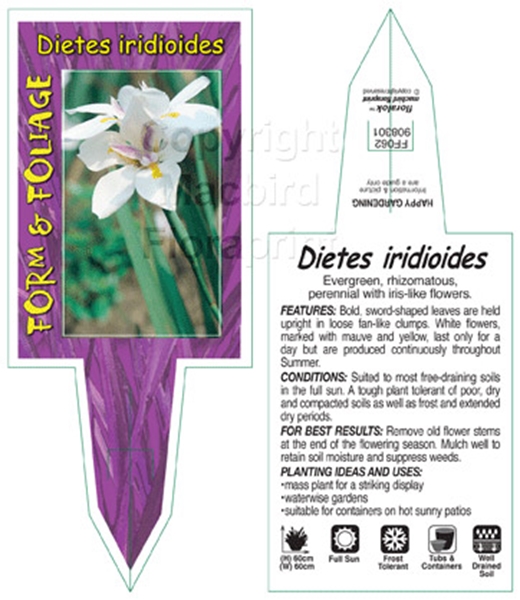 Picture of DIETES IRIDIOIDES                                                                                                                                     