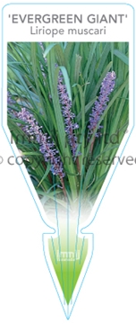 Picture of LIRIOPE MUSCARI EVERGREEN GIANT                                                                                                                       