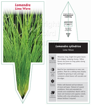 Picture of LOMANDRA CYLINDRICA LIME WAVE                                                                                                                         