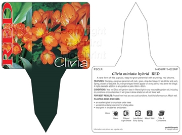 Picture of CLIVIA RED - STIK                                                                                                                                     