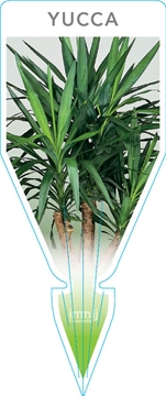 Picture of YUCCA                                                                                                                                                 