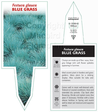 Picture of FESTUCA GLAUCA BLUE GRASS                                                                                                                             