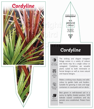 Picture of CORDYLINE MIXED PICTURE (NARROW LEAF FORM UNNAMED                                                                                                     
