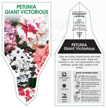 Picture of ANNUAL PETUNIA GIANT VICTORIOUS MIX (Petunia x hybrida)                                                                                               