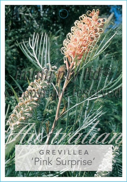 Picture of GREVILLEA PINK SURPRISE                                                                                                                               