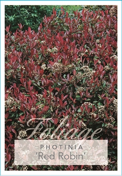 Picture of PHOTINIA FRASERI RED ROBIN                                                                                                                            
