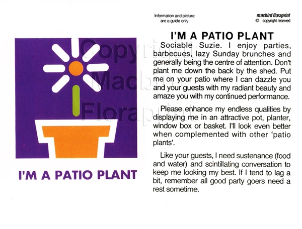 Picture of I&#39;M A PATIO PLANT                                                                                                                                 
