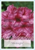 Picture of RHODODENDRON MIDNIGHT                                                                                                                                 