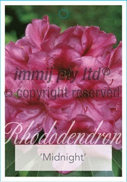 Picture of RHODODENDRON MIDNIGHT                                                                                                                                 
