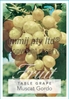 Picture of FRUIT GRAPE TABLE MUSCAT GORDO (WHITE MUSCATEL)                                                                                                       