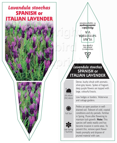 Picture of LAVANDULA STOECHAS SPANISH OR ITALIAN LAVENDER                                                                                                        