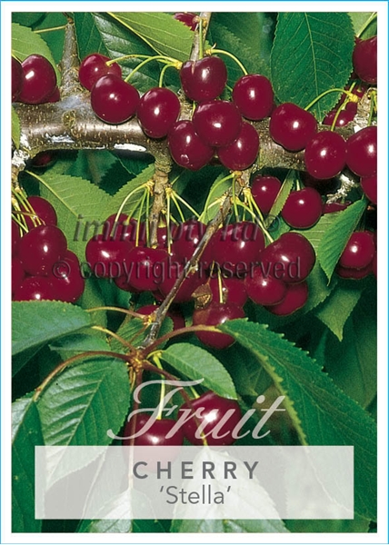 Picture of FRUIT CHERRY STELLA Jumbo Tag                                                                                                                         