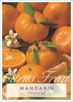 Picture of FRUIT CITRUS MANDARIN IMPERIAL (HERITAGE) Jumbo Tag                                                                                                   