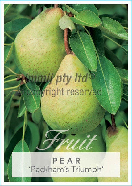 Picture of FRUIT PEAR PACKHAMS TRIUMPH (HERITAGE) Jumbo Tag                                                                                                      