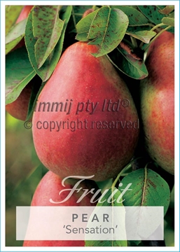 Picture of FRUIT PEAR SENSATION (HERITAGE) Jumbo Tag                                                                                                             