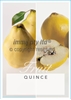 Picture of FRUIT QUINCE (UNNAMED VARIETY) Jumbo Tag                                                                                                              