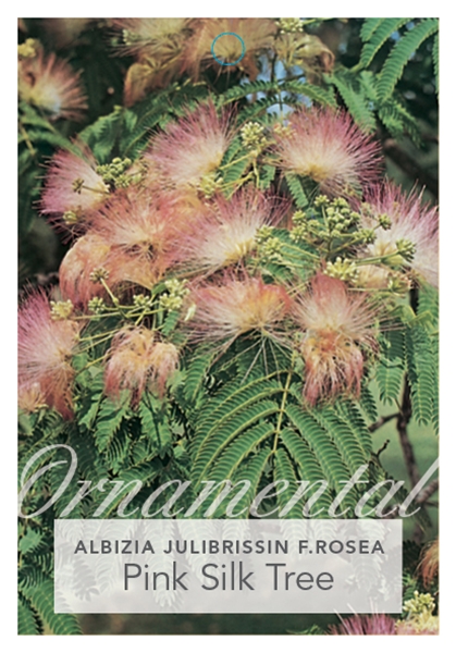 Picture of HOUSEPLANT ALBIZIA JULIBRISSIN ROSEA PINK SILK TREE                                                                                                   