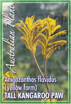 Picture of ANIGOZANTHOS FLAVIDUS YELLOW FORM                                                                                                                     