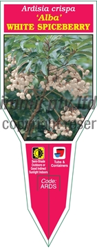 Picture of HOUSEPLANT ARDISIA CRISPA ALBA WHITE SPICEBERRY                                                                                                       