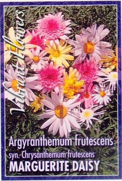 Picture of ARGYRANTHEMUM FRUTESCENS MIXED MARGUERITE DAISY                                                                                                       