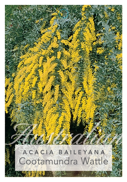 Picture of ACACIA BAILEYANA PROSTRATE FORM COOTAMUNDRA                                                                                                           