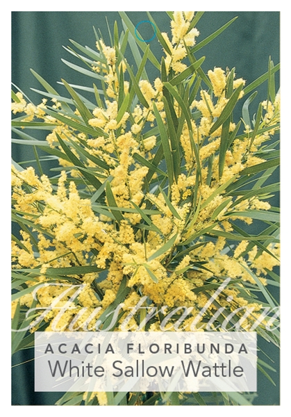 Picture of ACACIA FLORIBUNDA WHITE SALLOW WATTLE                                                                                                                 