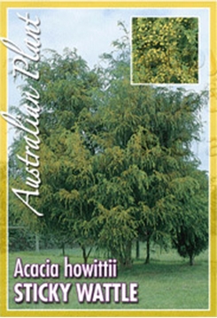 Picture of ACACIA HOWITTII STICKY WATTLE                                                                                                                         