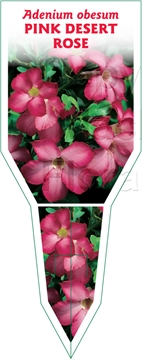 Picture of HOUSEPLANT ADENIUM OBESUM PINK DESERT ROSE                                                                                                            