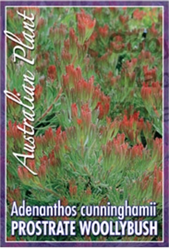 Picture of ADENANTHOS CUNNINGHAMII PROSTRATE WOOLLYBUSH                                                                                                          