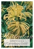 Picture of GREVILLEA CANTERBURY GOLD                                                                                                                             