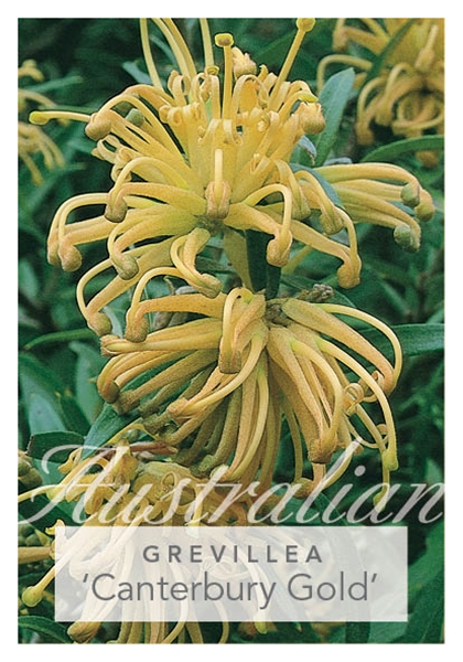 Picture of GREVILLEA CANTERBURY GOLD                                                                                                                             