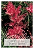 Picture of GREVILLEA SCARLET SPRITE                                                                                                                              