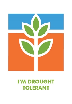 Picture of I&#39;M DROUGHT TOLERANT                                                                                                                              
