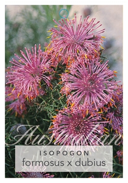 Picture of ISOPOGON FORMOSUS X DUBIUS                                                                                                                            