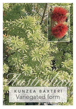 Picture of KUNZEA BAXTERI VARIEGATED FORM                                                                                                                        