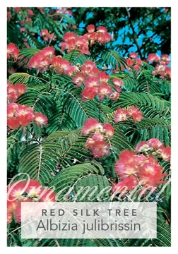 Picture of ALBIZIA JULIBRISSIN RED SILK TREE                                                                                                                     