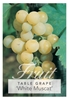 Picture of FRUIT GRAPE TABLE WHITE MUSCAT                                                                                                                        