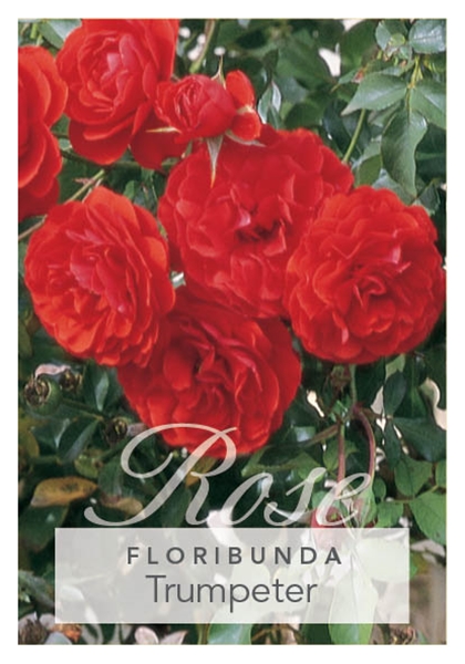 Picture of ROSE TRUMPETER (FL)                                                                                                                                   