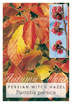 Picture of PARROTIA PERSICA PERSIAN WITCH                                                                                                                        