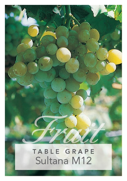 Picture of FRUIT GRAPE TABLE SULTANA M12                                                                                                                         
