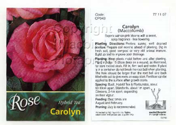 Picture of ROSE CAROLYN (HT)                                                                                                                                     