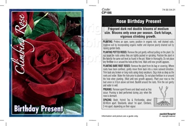 Picture of ROSE BIRTHDAY PRESENT (CL)                                                                                                                            
