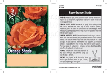 Picture of ROSE ORANGE (UNNAMED VARIETY) (HT)                                                                                                                    
