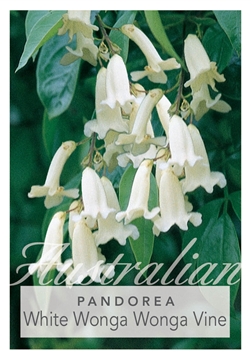 Picture of PANDOREA PANDORANA ALBA                                                                                                                               