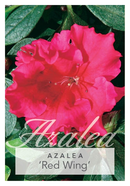 Picture of AZALEA RED WING                                                                                                                                       