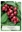 Picture of FRUIT CHERRY LAPINS Jumbo Tag                                                                                                                         