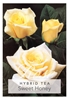 Picture of ROSE SWEET HONEY (HT)                                                                                                                                 