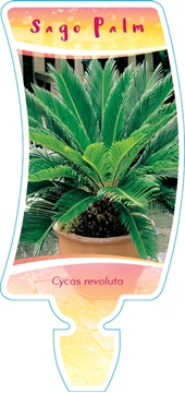 Picture of HOUSEPLANT CYCAS REVOLUTA SAGO PALM                                                                                                                   