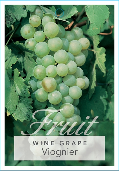 Picture of FRUIT GRAPE WINE VIOGNIER                                                                                                                             