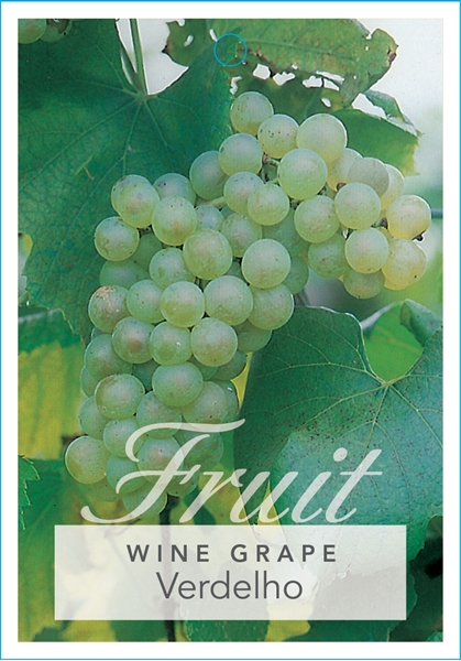 Picture of FRUIT GRAPE WINE VERDELHO                                                                                                                             